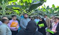 بازدید از سایت پرورش موز شرکت آریا موز ماهان در روستای باهوکلات شهرستان چابهار