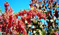 زرشک محصولی اقتصادی و سودآور برای باغداران لرستانی