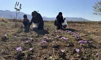 آغاز برداشت گلهای زعفران در شهرستان کوهبنان استان کرمان 