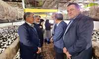 بازدید از واحدهای پرورش قارچ خوراکی و مجتمع گلخانه ای در شهرستان فریمان 