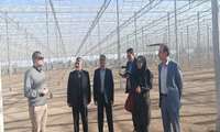 بازدید از واحد گلخانه تمام شیشه ای و واحد کشت و صنعت در شهرستان فریمان 