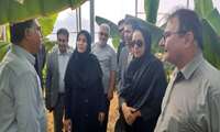 بازدید از کشت موز در گلخانه های دشتستان