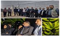 بازدید از گلخانه آقای رهنما در بخش جنت در استان فارس 