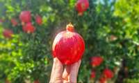 برداشت بیش از ۹ هزار تن انار در ابرکوه استان یزد 