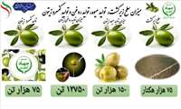 اینفوگراف سطح زیرکشت، میزان تولید میوه، میزان تولید  روغن  و میزان سطح زیرکشت زیتون در ایران