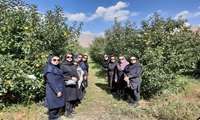 بازدید کارشناسان معاونت امور باغبانی از کیل گیری از باغ سیب در شهرستان دماوند 