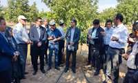 برگزاری تور آموزشی ترویجی ارزیابی عملکرد ارقام تجاری گردو در سرشاخه کاری استان زنجان 