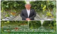 اولین محموله گوجه فرنگی گلخانه ایی جیرفت به مقصد قطر صادر شد 