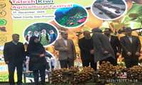 برگزاری پنجمین جشنواره کیوی در شهرستان تالش