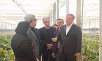 بازدید معاون امور باغبانی از گلخانه شمیم گلهای صحرایی در شهرستان گرمسار 