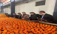 بازدید معاون وزیر جهاد کشاورزی از اجرای خرید و ذخیره سازی پرتقال طرح تنظیم بازار در مازندران 