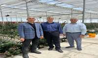 بازدید معاون باغبانی وزارت جهاد کشاورزی از گلخانه تولید گل رز در استان همدان