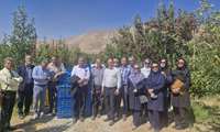 آغاز عملیات کیل‌گیری در باغ نمونه سیب درختی در منطقه سربندان شهرستان دماوند