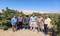 بازدید از باغات انجیر و مرکبات شهرستان های دالاهو و قصرشیرین 