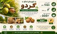 اسکو؛ قطب تولید گردوی آذربایجان شرقی