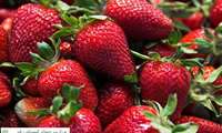 کشت ۱۴۱ هکتاری توت فرنگی گیلان در فضای باز و گلخانه‌ ای
