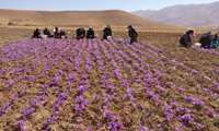 سالانه ۴۰ هکتار به سطح زیر کشت زعفران در چهارمحال و بختیاری افزوده می‌شود