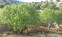 رشد مطلوب باغات جدید انجیر و بادام در ایلام