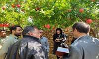 بازدید کارشناسان معاونت امور باغبانی از باغات انار استان اصفهان 