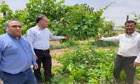 بازدید از طرح های سرشاخه کاری انگور و طرح فراز استان قزوین