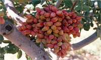 نیمی از ارزش دلاری صادرات محصولات باغی به پسته تعلق دارد/ صادرات پسته با ارزش 915 میلیون دلار در سال گذشته