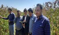 بازدید از مجموعه باغات پسته و انجام عملیات کیل گیری