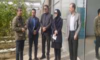 بازدید از گلخانه هیدروپونیک مکانیزه و هوشمند 5 هکتاری گوجه فرنگی مرودشت