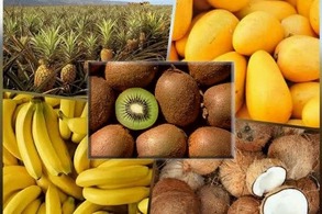 دستورالعمل های میوه های گرمسیری و نیمه گرمسیری 