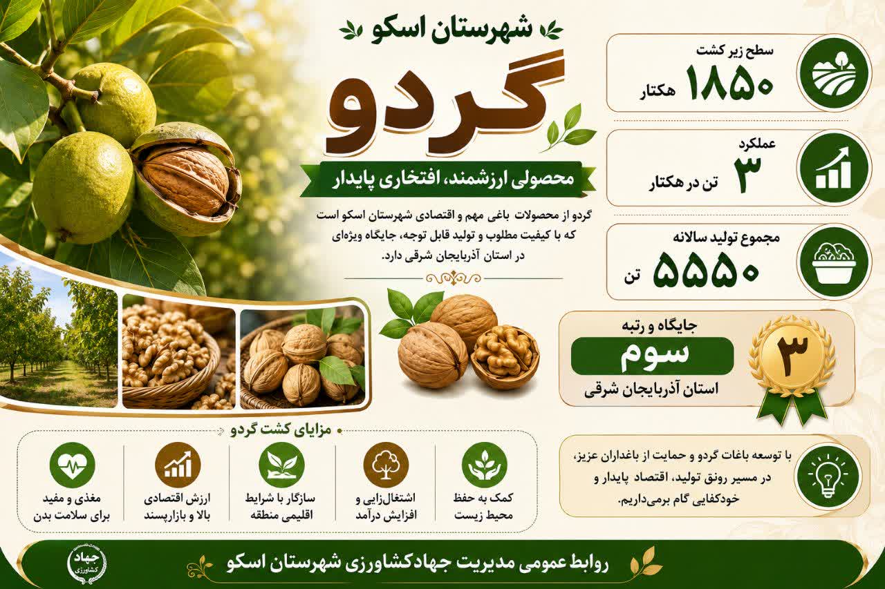 اسکو؛ قطب تولید گردوی آذربایجان شرقی