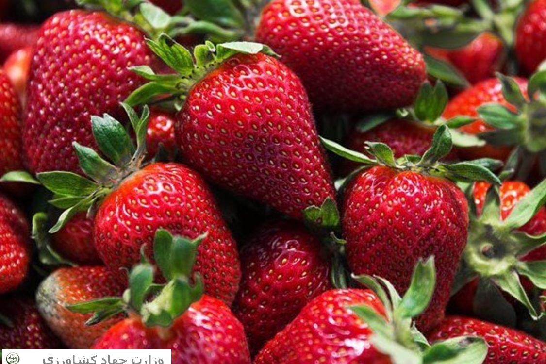 کشت ۱۴۱ هکتاری توت فرنگی گیلان در فضای باز و گلخانه‌ ای
