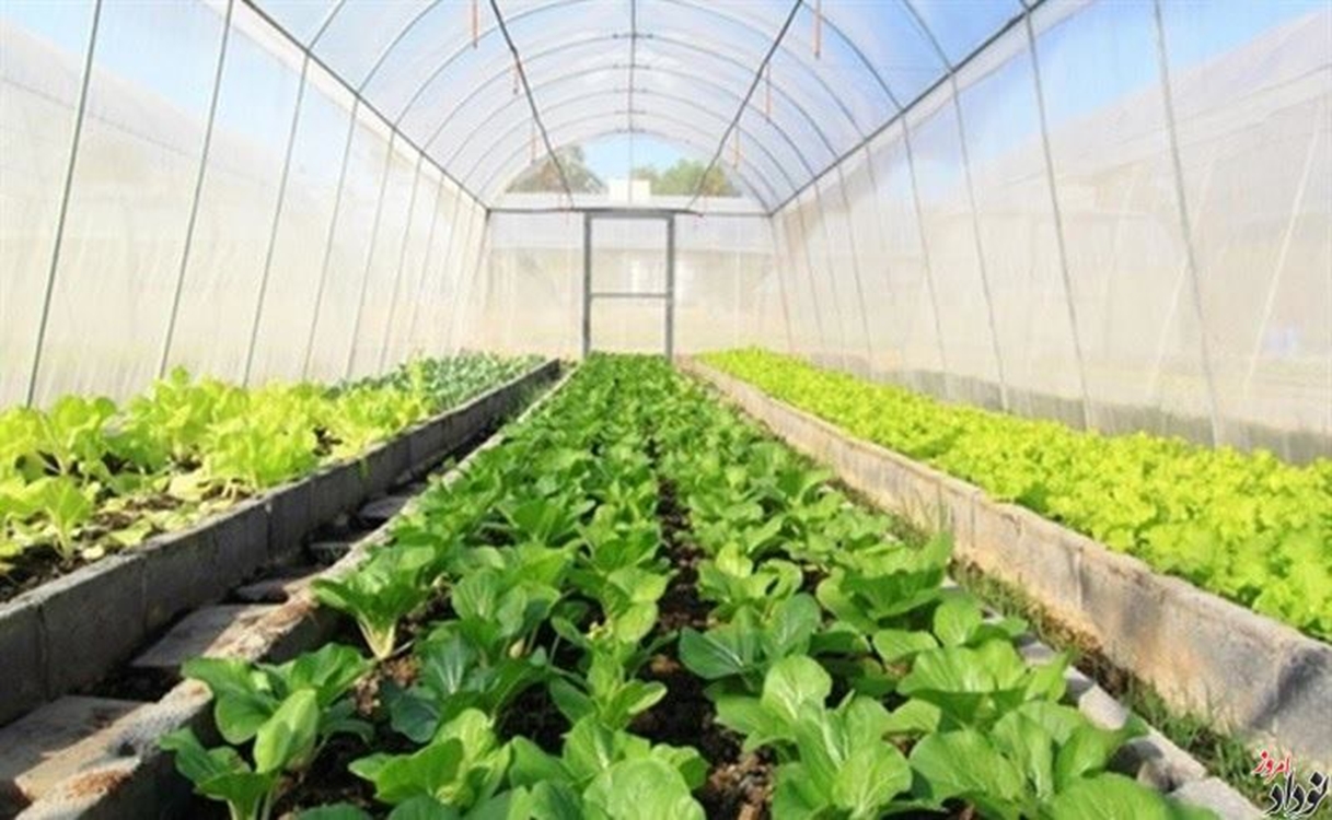 واگذاری ۱۸۷ هکتار برای ساخت مجتمع‌های گلخانه‌ای در استان ایلام