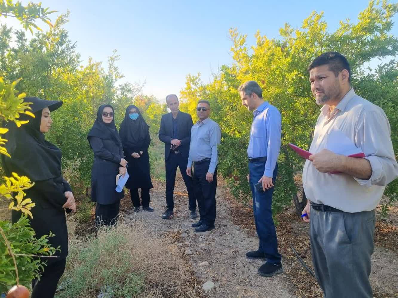 بازدید از باغات انار شهرستان سمنان