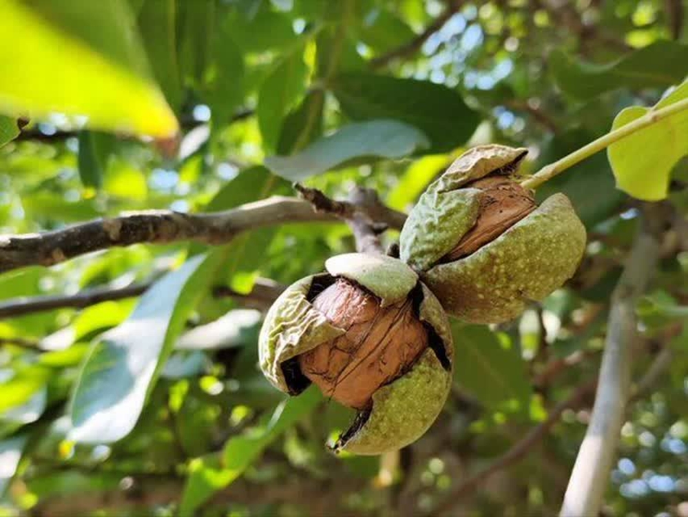 پیش‌بینی تولید بیش از ۶ هزار و ۵۰۰ تن از باغات گردو قزوین